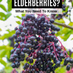 Elderberries hanging from the bush.