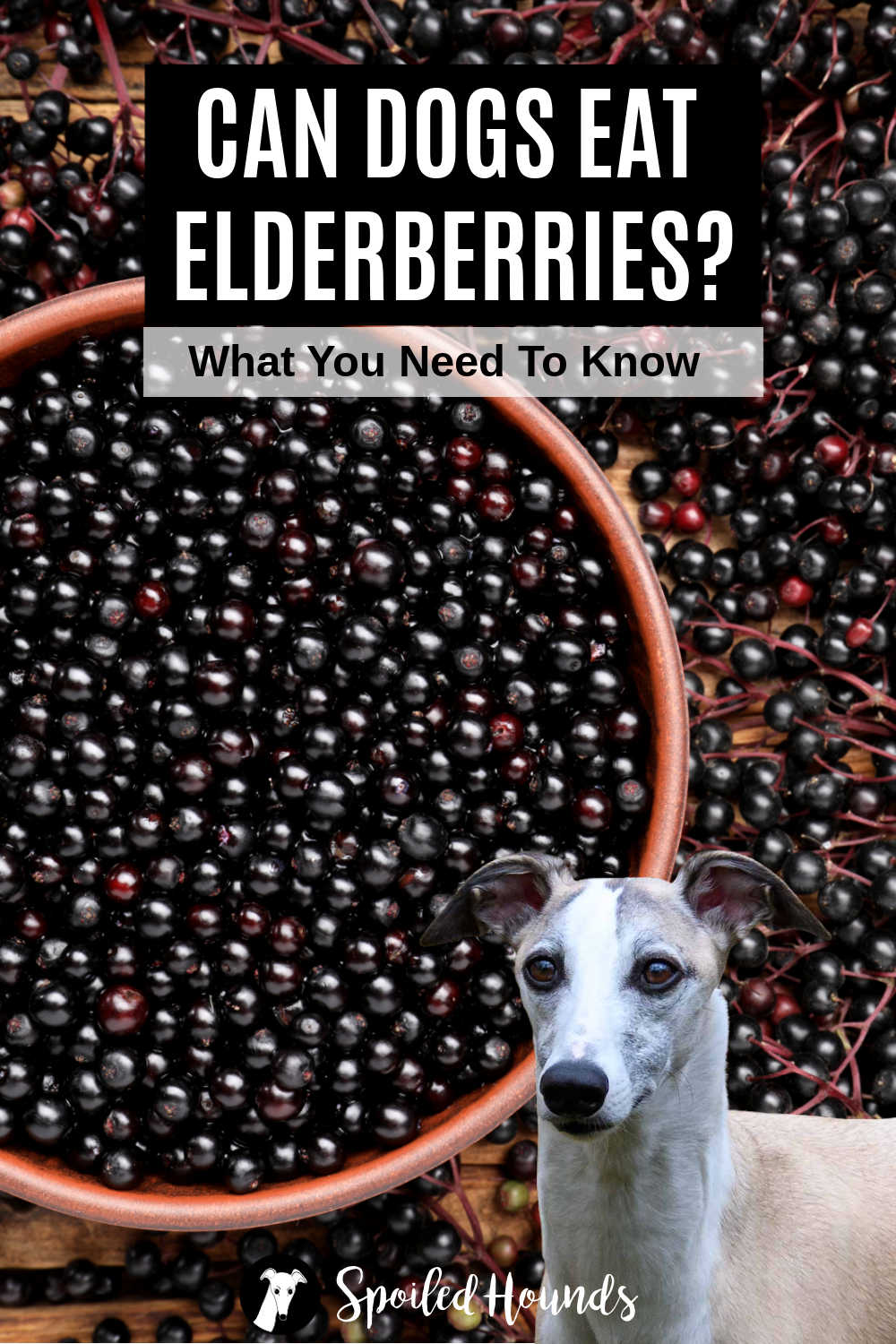 Whippet dog in front of elderberries in a bowl.