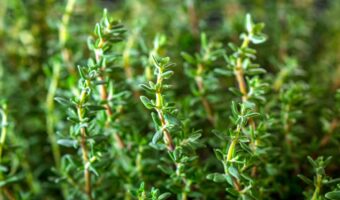 Thyme plant in a garden.