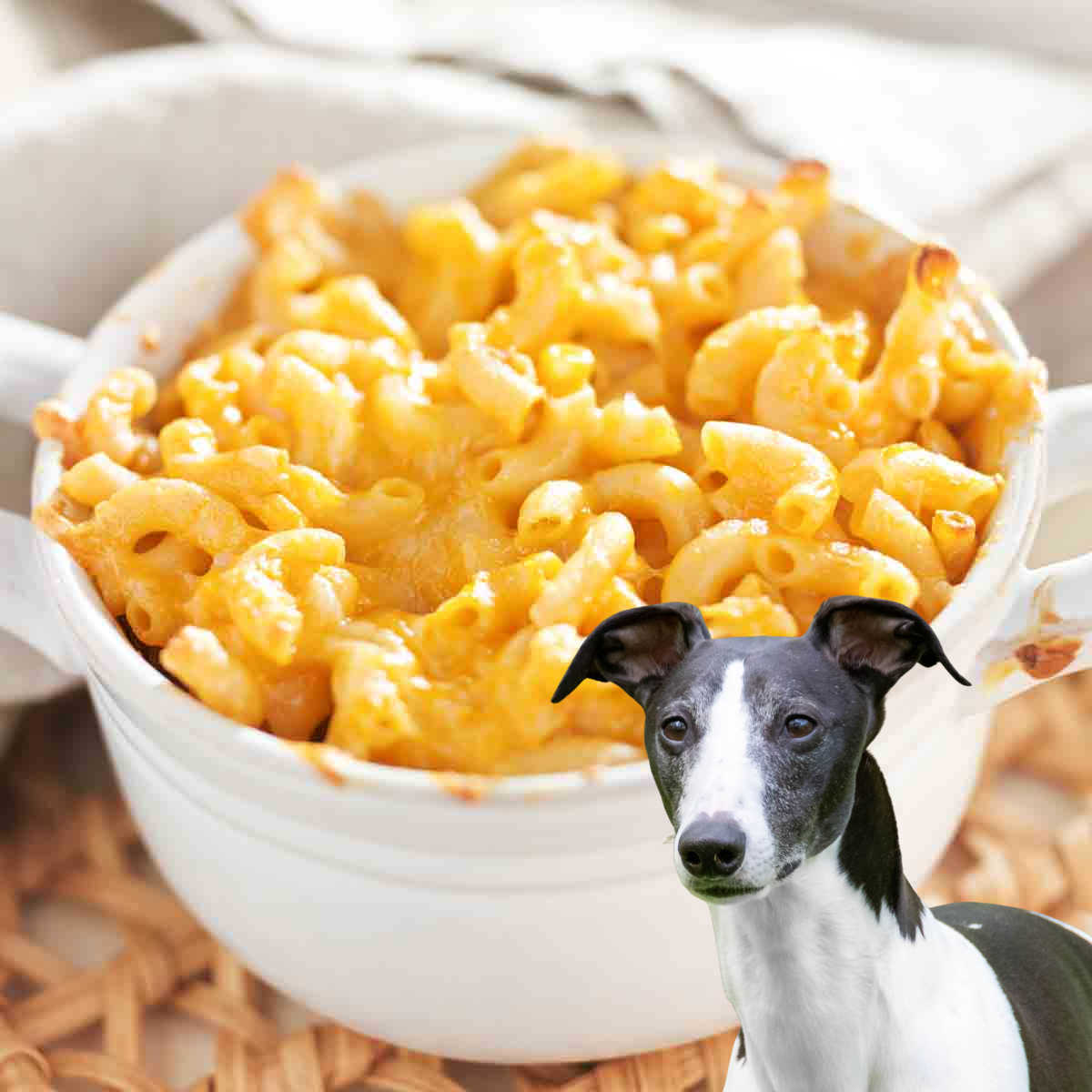 Dog in front of mac and cheese in a small baking dish.