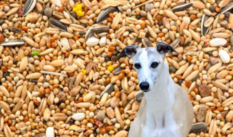 Dog in front of a birdseed.