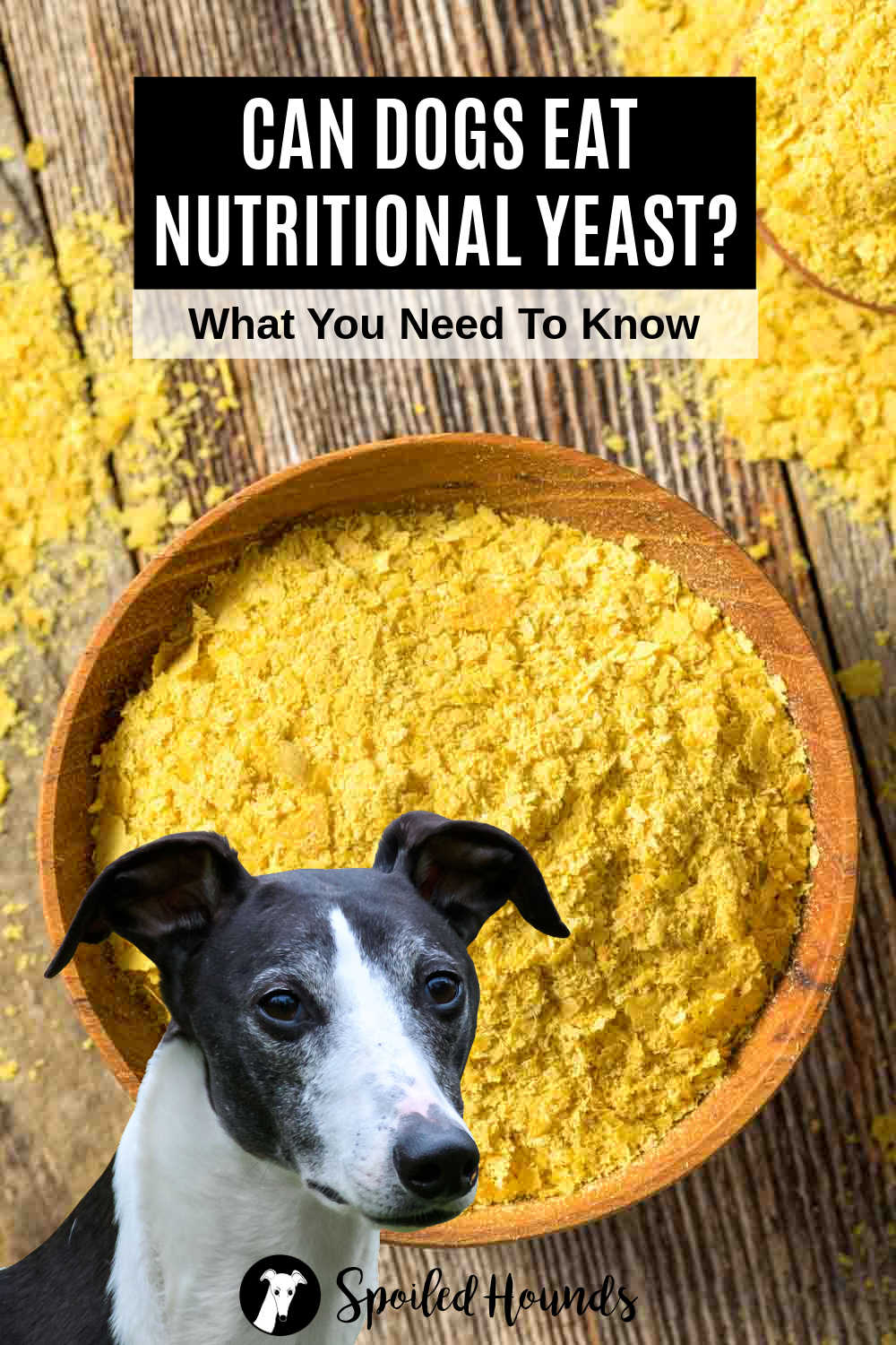 Whippet dog in front of a bowl of nutritional yeast.