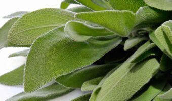 A bunch of fresh sage leaves.