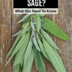 Fresh sage leaves in a bunch.