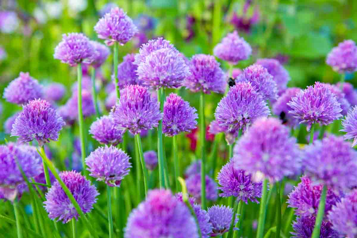 Chive flowers.