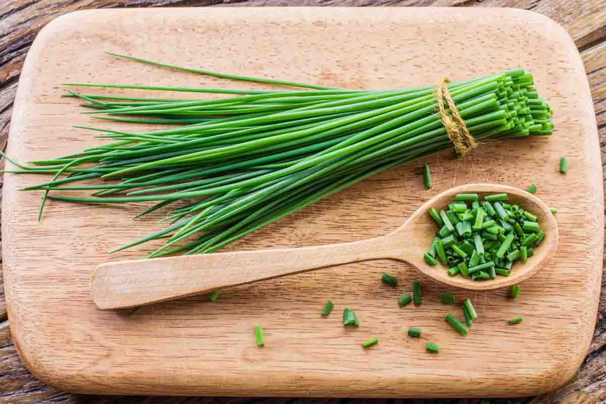 Fresh chives tied in a bunch and chopped ones on a wooden spoon.