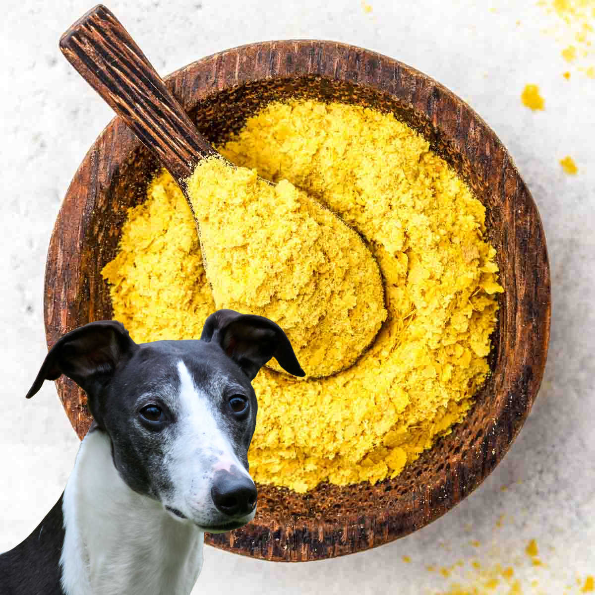 Dog in front of a bowl of nutritional yeast.