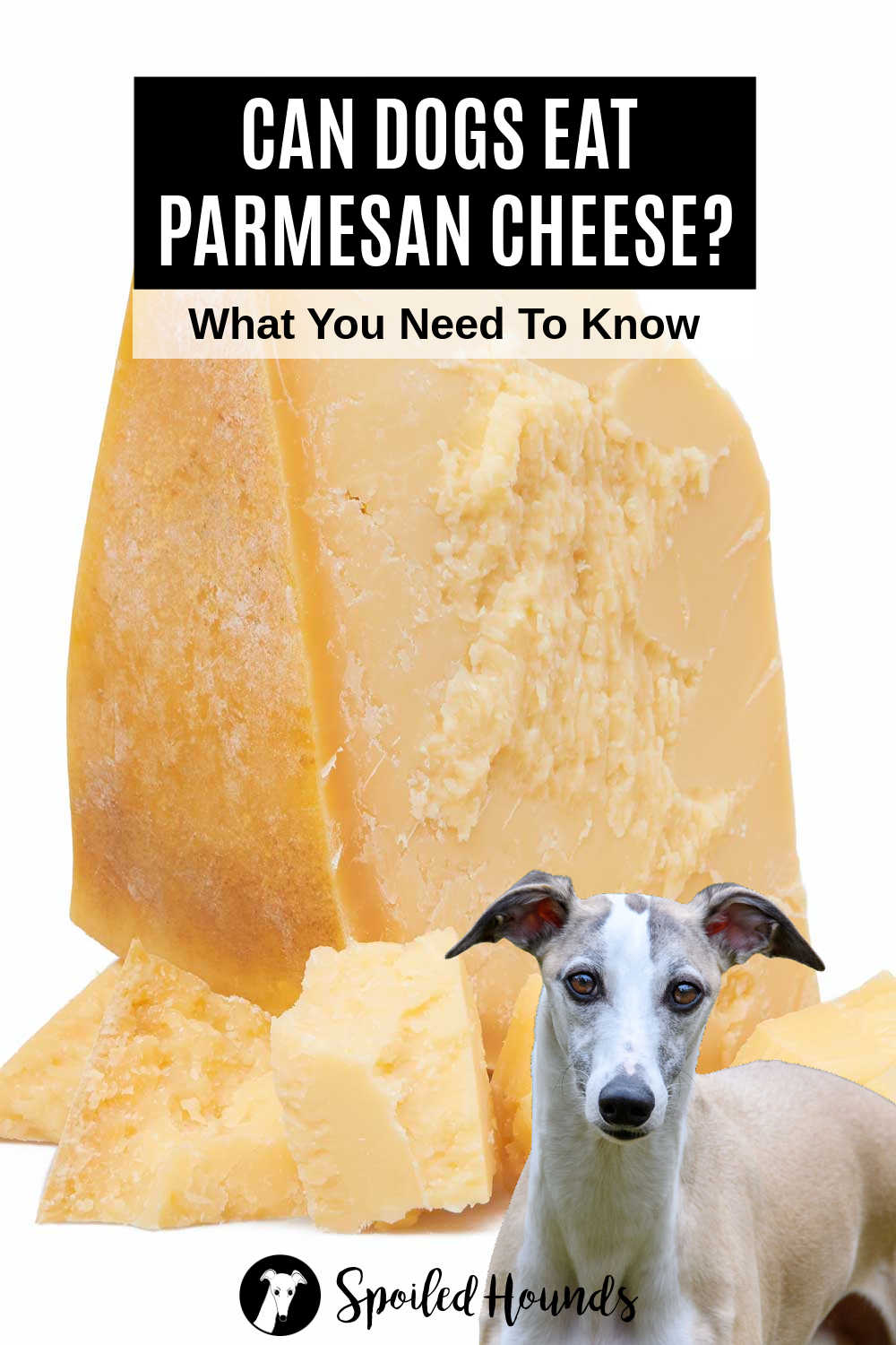 Whippet dog in front of parmesan cheese.