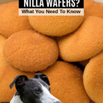 Dog in front of Nilla wafers.