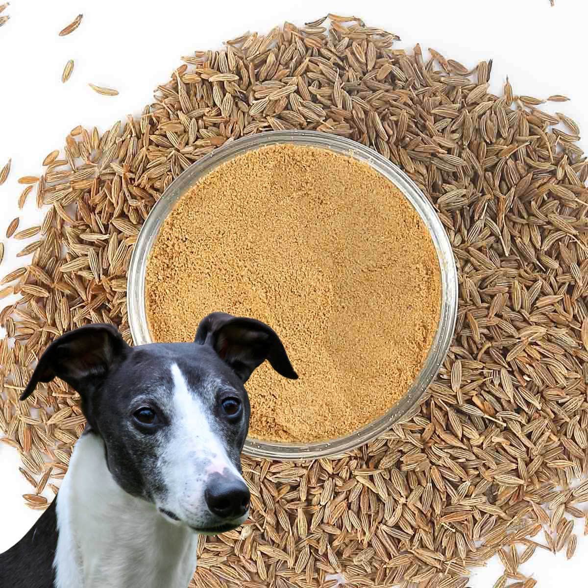 Whippet dog in front of ground cumin powder and seeds.