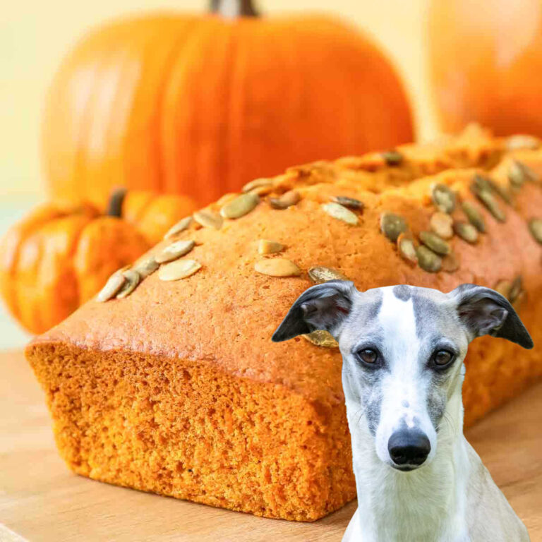 Can Dogs Eat Pumpkin Bread? What You Need To Know