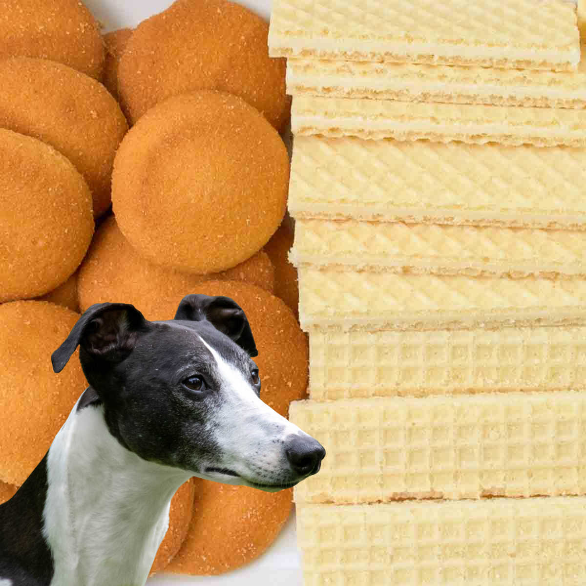 Whippet dog in front of Nilla and vanilla wafers.