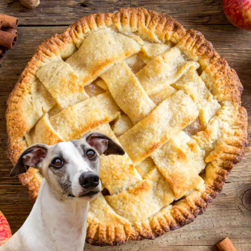 Can Dogs Eat Apple Pie? What You Need To Know