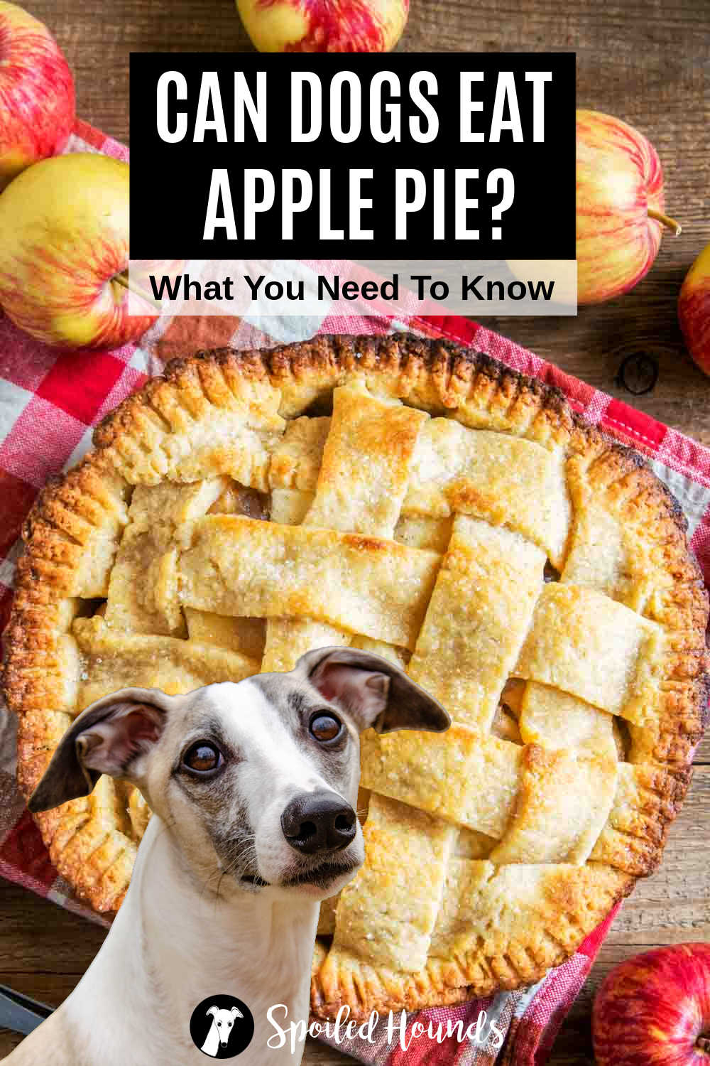 Whippet dog in front of an apple pie.