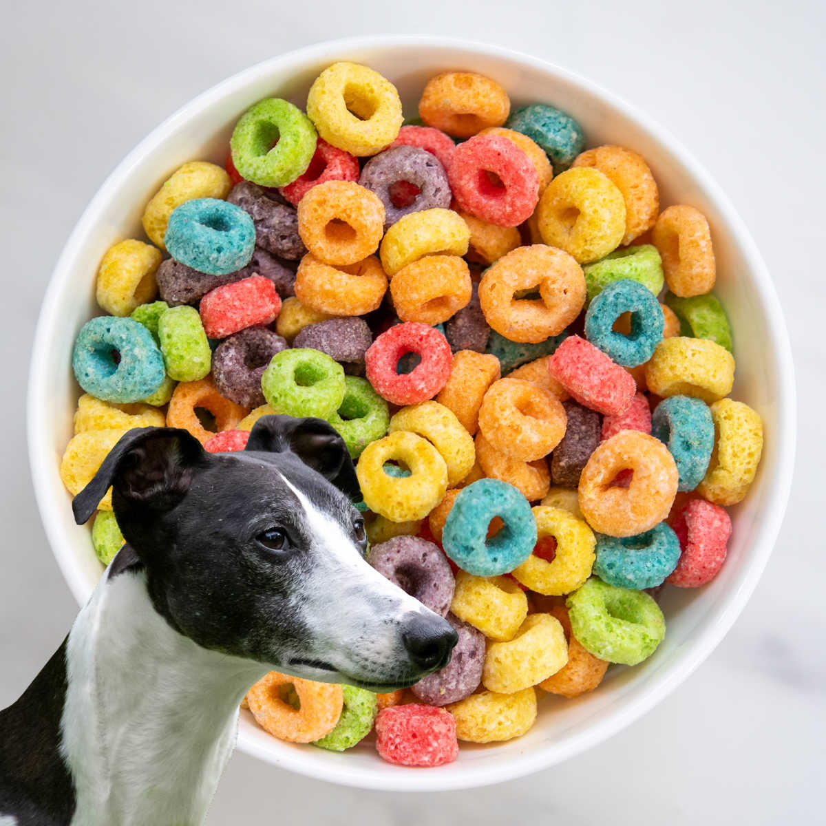 Dog in front of a bowl of Froot Loops cereal.
