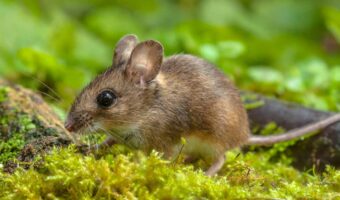 A wood mouse on moss in the woods.
