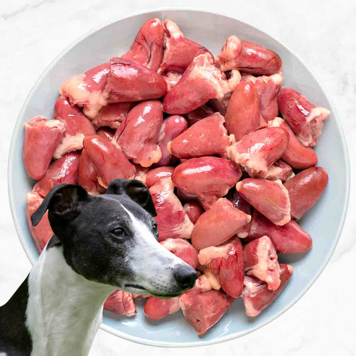 Dog in front of a bowl of raw chicken hearts.
