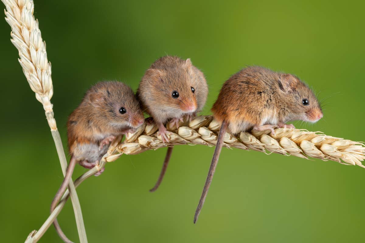 Harvest mice.