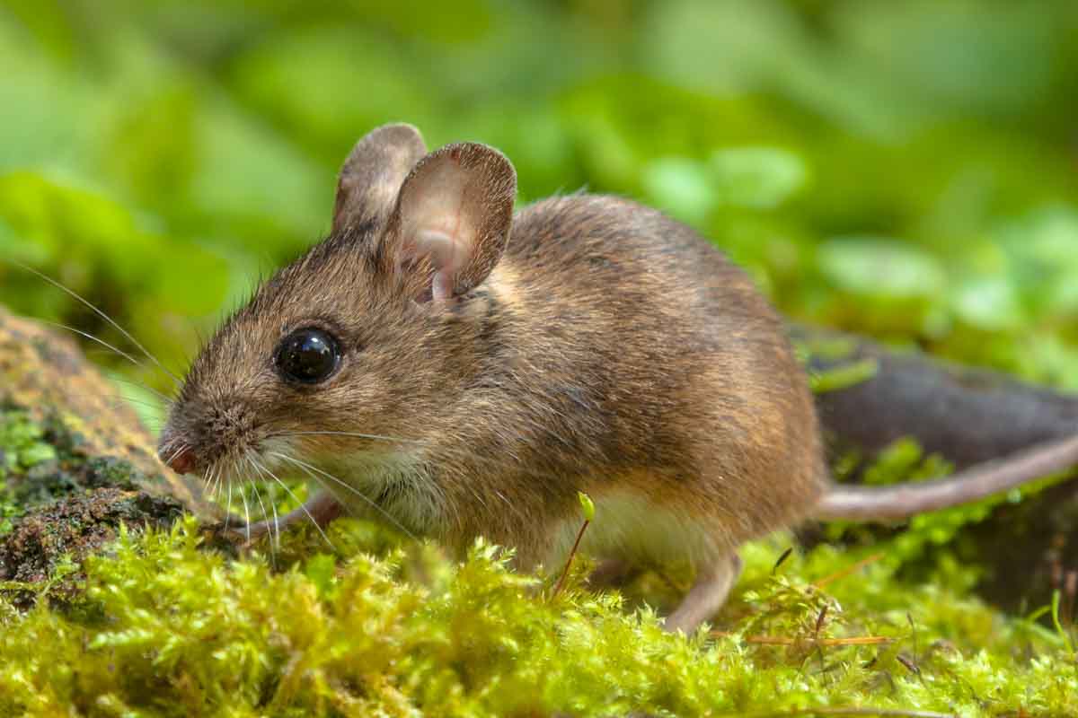 The side of a wood mouse.