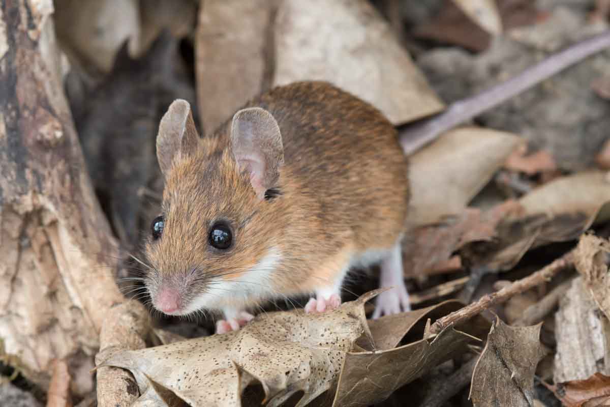 A yellow necked mouse.