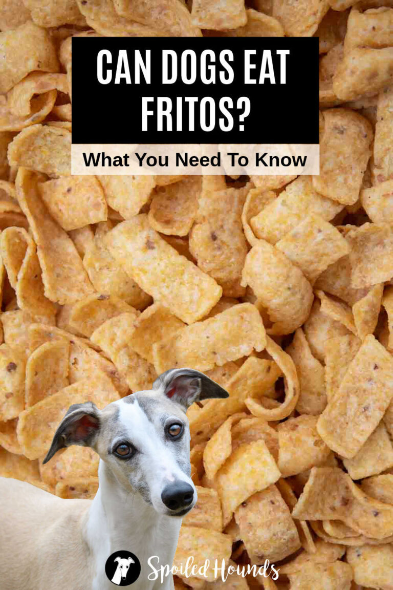 View of Can Dogs Eat Fritos? What You Need To Know