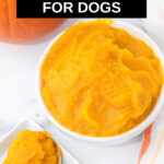 Overhead view of homemade pumpkin puree for dogs in a bowl and on a spoon.