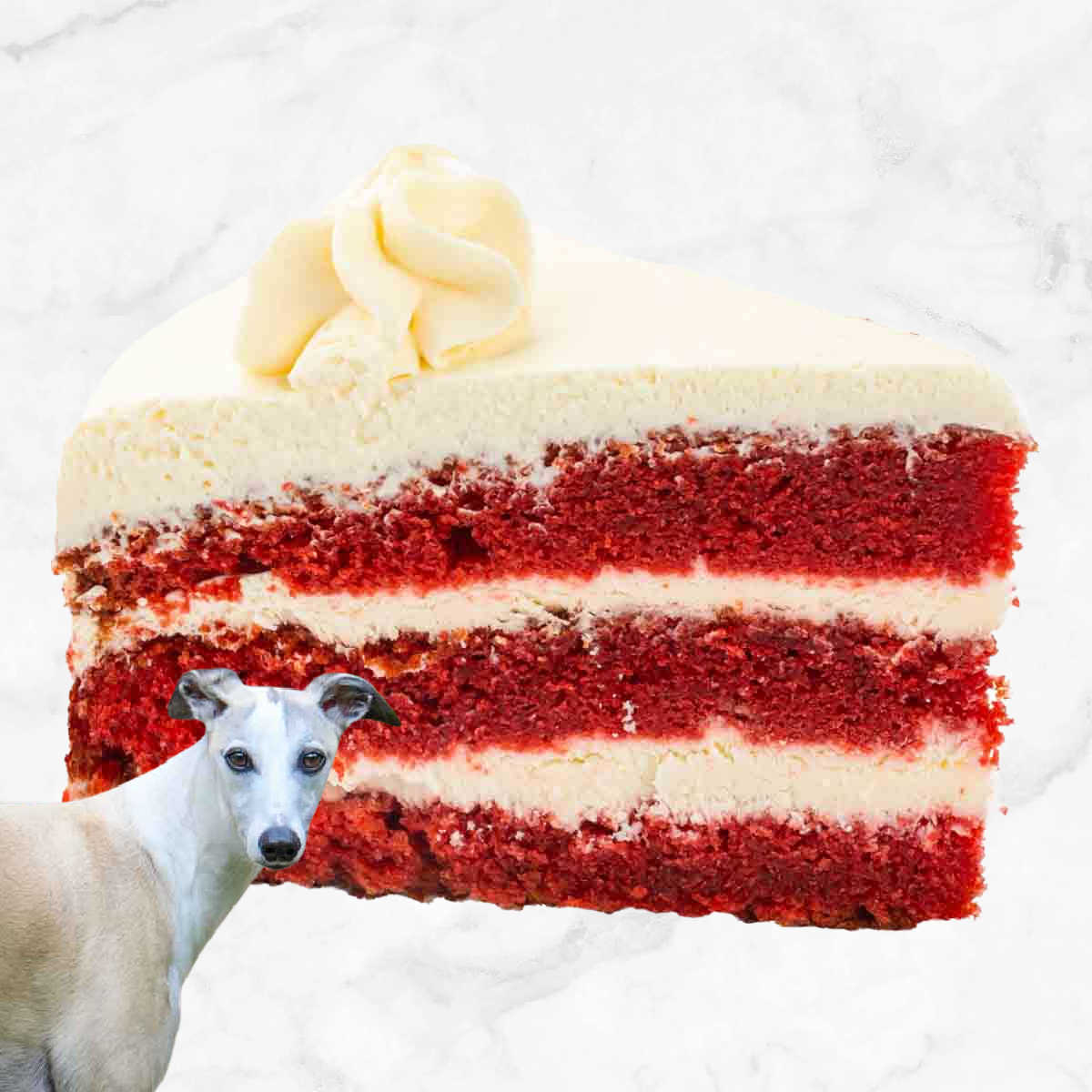 Dog in front of a red velvet cake slice.
