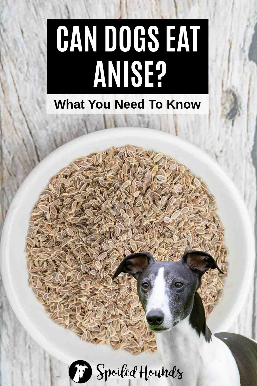Whippet dog in front of a bowl of anise seeds.