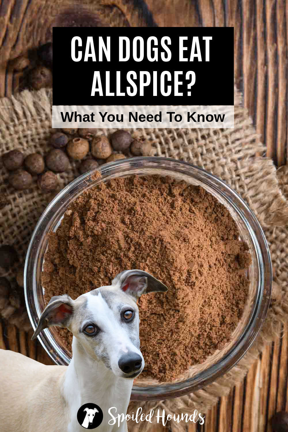 Whippet dog in front of a bowl of ground allspice.