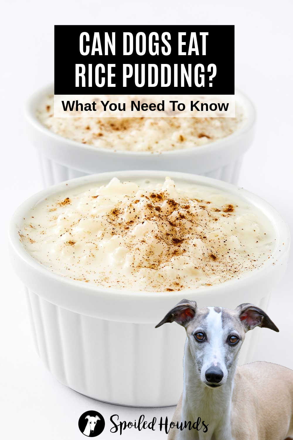 Whippet dog in front of two bowls of rice pudding.