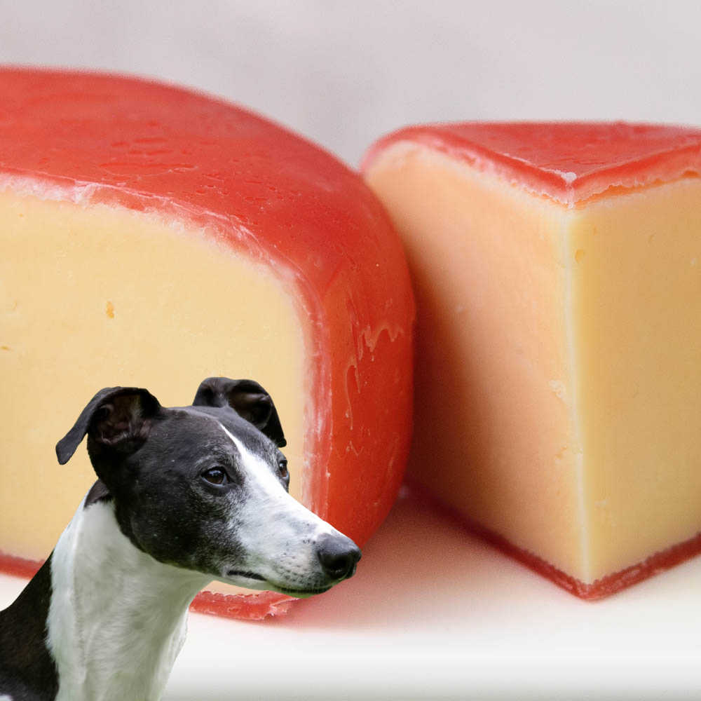 Dog in front of gouda cheese slices.