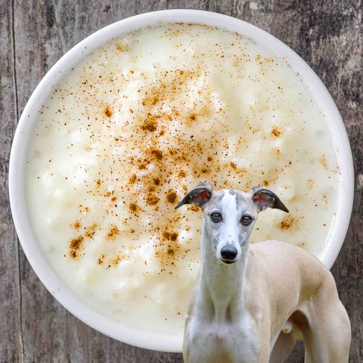 Dog in front of a bowl of rice pudding.