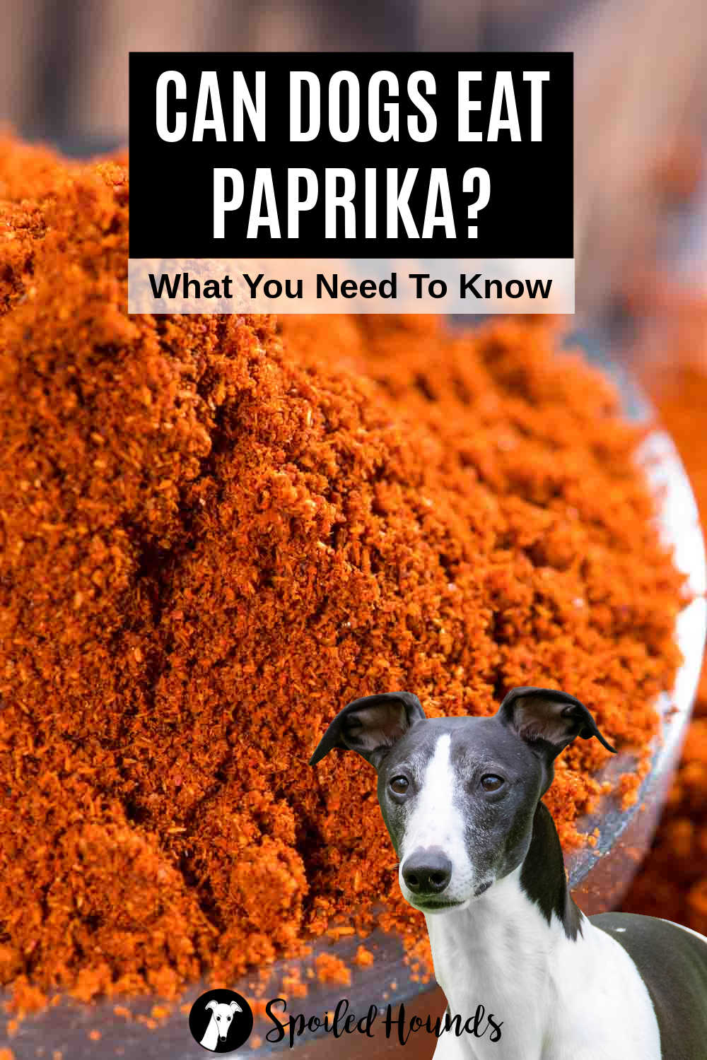 Whipped dog in front of a bowl of paprika.