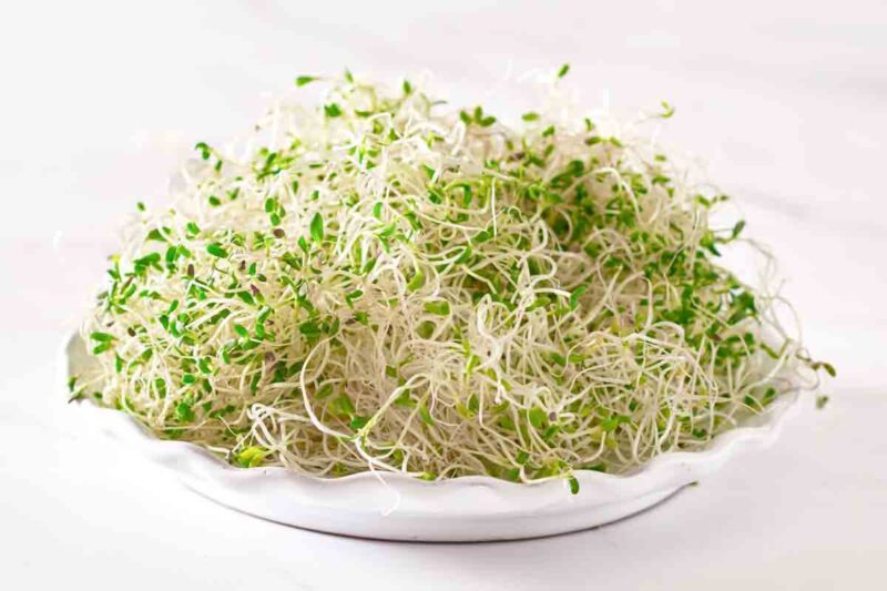 Can Dogs Eat Alfalfa Sprouts? What You Need To Know Spoiled Hounds