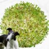 View of Can Dogs Eat Alfalfa Sprouts? What You Need To Know