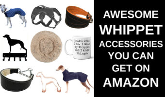 Collage of whippet accessories you can get on Amazon.