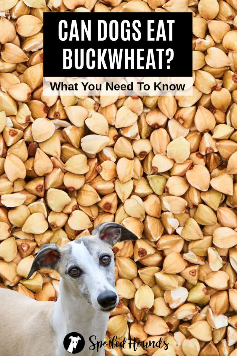Gallery Detail: Can Dogs Eat Buckwheat What You Need To Know