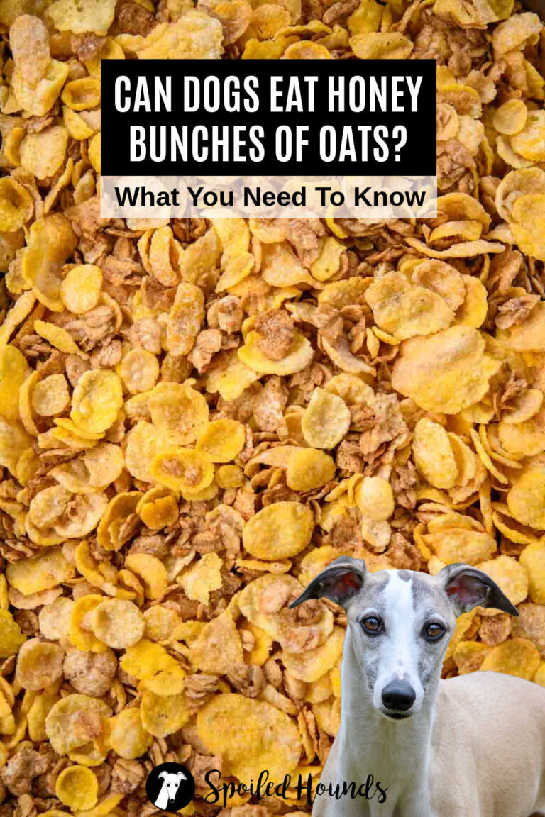 Picture of Can Dogs Eat Honey Bunches Of Oats? What You Need To Know