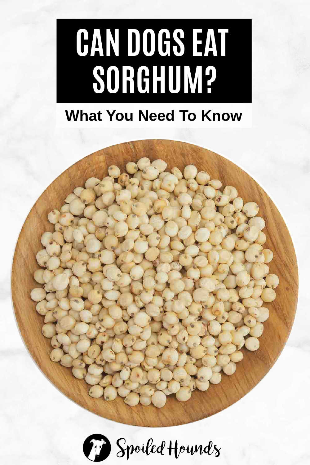 Can Dogs Eat Sorghum Grass preview