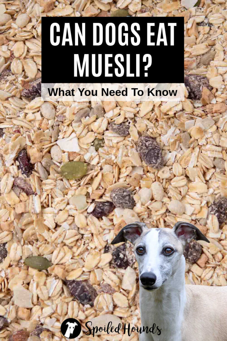 Can Dogs Eat Muesli? What You Need To Know