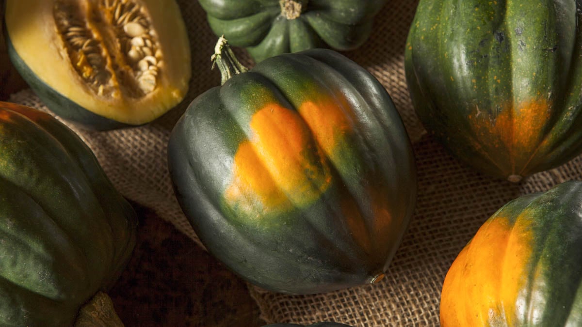 Image showcasing Can Dogs Eat Acorn Squash? What You Need To Know