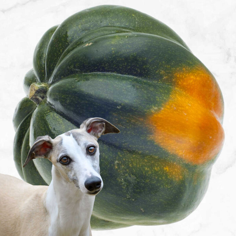 Can Dogs Eat Acorn Squash? What You Need To Know