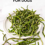 Homemade dehydrated green beans for dogs on a plate and scattered in front of it.