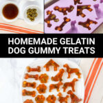 Homemade dog gummy treats ingredients and the gummies on a plate.