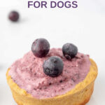 Homemade blueberry pie for dogs topped with fresh blueberries.