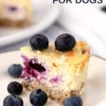 A slice of blueberry cheesecake for dogs and fresh blueberries on a small plate.
