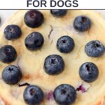 A blueberry cheesecake for dogs with fresh blueberry and gelatin glaze topping.