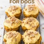 Homemade pumpkin cupcakes decorated with crushed dog treats.