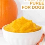 A bowl of homemade pumpkin puree and a small pumpkin behind it.