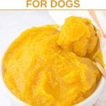 Homemade pumpkin puree for dogs in a small bowl and a spoon scooping some out of it.